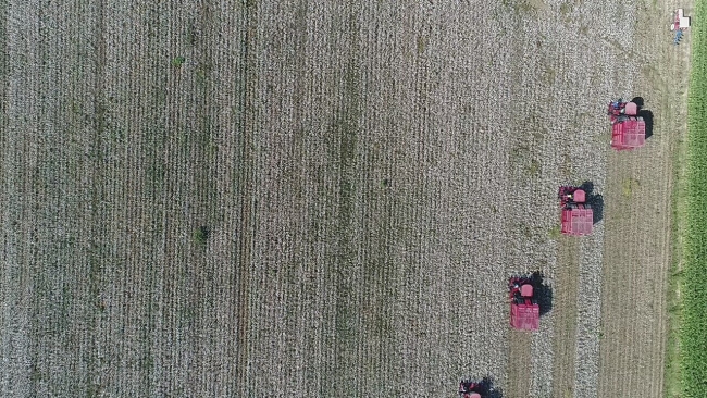 Antalyalılar 'beyaz altın' hasadına başladı